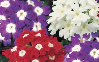 Verbena vzpřímená P11-MIX