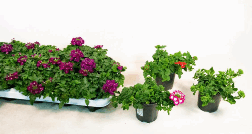 Verbena P 13 – MIX - Obrázek 3