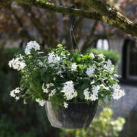 Solanum jasminoides