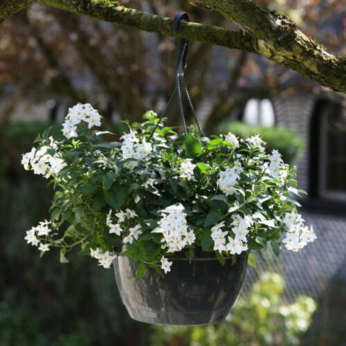 Solanum jasminoides - Image 1