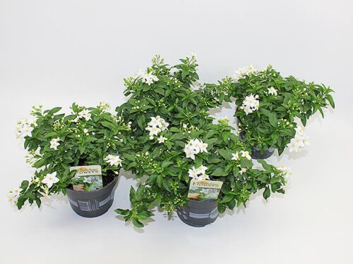 Solanum jasminoides - Image 2