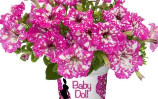 Petunia BABYDOLL P12