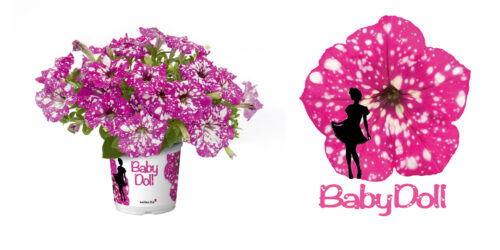 Petunia BABYDOLL P12 - Obrázek 3