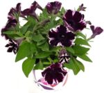 Petunia převislá 'Miss Marvelous', P 12 - Obrázek 2