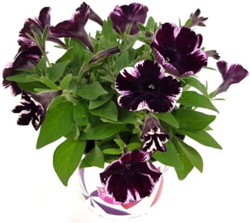 Petunia převislá 'Miss Marvelous', P 12 - Obrázek 2