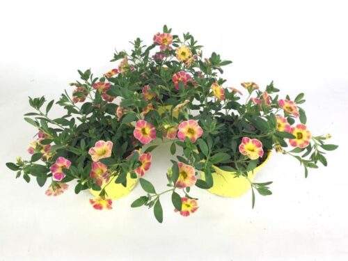 Calibrachoa cultivar Million Bells 'Chameleon' - Obrázek 2