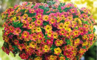 Calibrachoa cultivar Million Bells 'Chameleon'