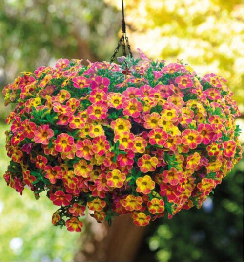 Calibrachoa cultivar Million Bells 'Chameleon' - Obrázek 1