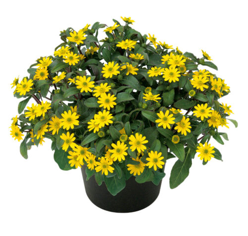 Sanvitalia procumbens - Obrázek 1