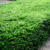 Lonicera nitida 'Maigruen' - Kontejner, pr. 9 CM