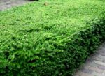 Lonicera nitida 'Maigruen'