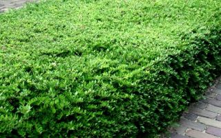 Lonicera nitida 'Maigruen'