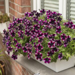 Petunia převislá 'Miss Marvelous', P 12 - Obrázek 3