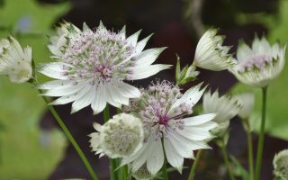 Astrantia major ´Alba´ P11