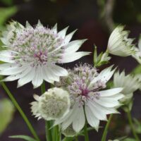Astrantia major ´Alba´ P11