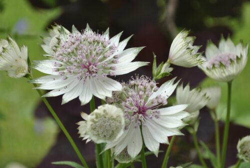 Astrantia major ´Alba´ P11 - Obrázek 1