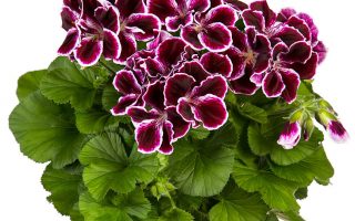 Pelargonium grandiflorum P 14