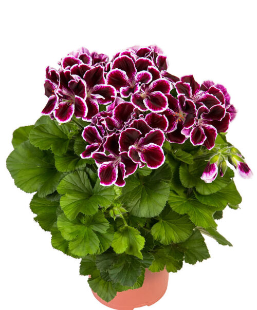 Pelargonium grandiflorum P 14 - Obrázek 1