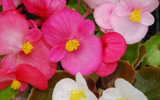 Begonia semperflorens Voskovka, P 9