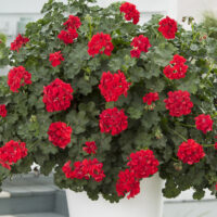 Pelargonium peltatum Muškát převislý, P 11 – plný