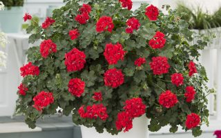 Pelargonium peltatum Muškát převislý, P 11 – plný