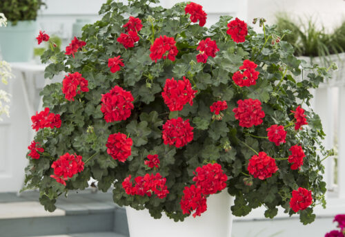 Pelargonium peltatum Muškát převislý, P 11 – plný - Obrázek 1