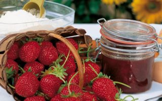 Jahody – sazenice 'Mara de Bois', 10-pack