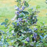 Vaccinium corymbosum 'North Country'®-NOVINKA - Obrázek 2