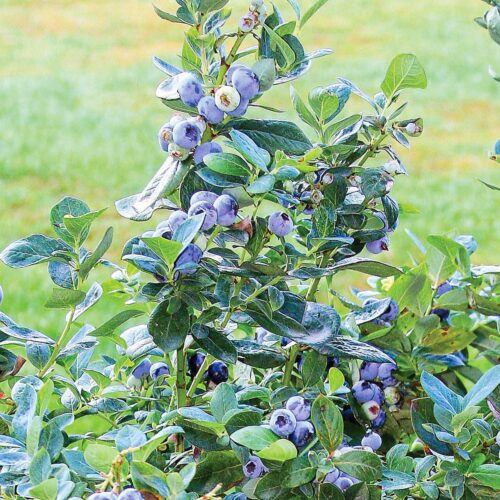 Vaccinium corymbosum 'North Country'®-NOVINKA - Obrázek 2