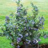 Vaccinium corymbosum 'North Country'®-NOVINKA - C2L