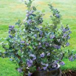 Vaccinium corymbosum 'North Country'®-NOVINKA