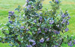 Vaccinium corymbosum 'North Country'®-NOVINKA