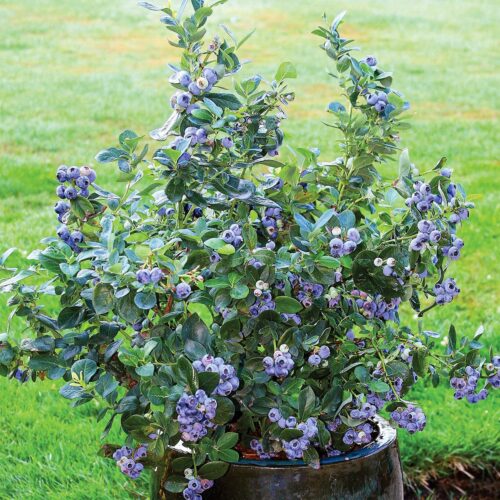 Vaccinium corymbosum 'North Country'®-NOVINKA - Obrázek 1