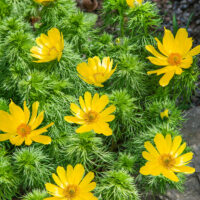Adonis vernalis - C2L