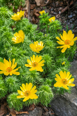 Adonis vernalis
