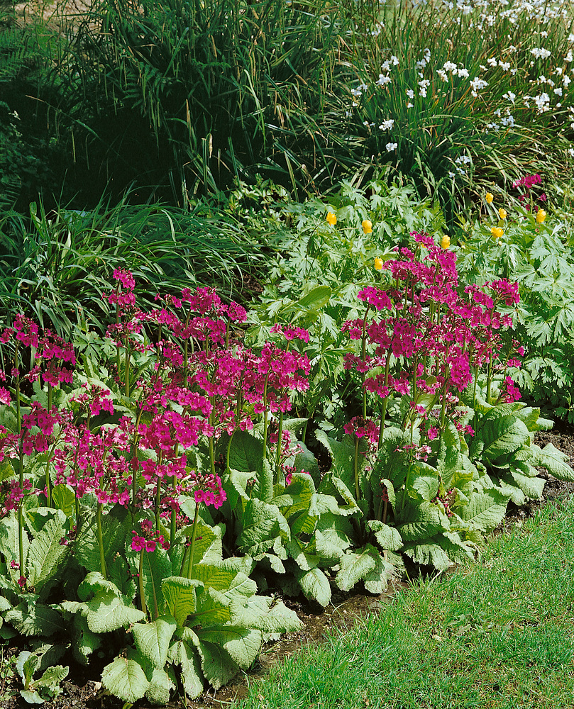 Primula Miller's Crimson Primula japonica ‘Miller´s Crimson’ - Obrázek 1