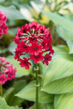 Primula japonica ‘Miller´s Crimson’ - Obrázek 2