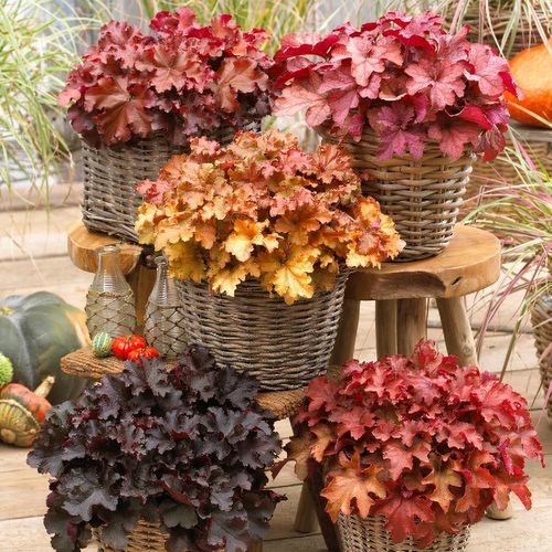 Heuchera 'Indian Summer'