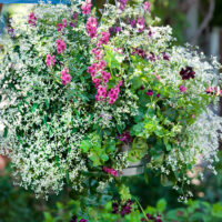 Euphorbia hypericifolia 'Diamond Frost' - P 11