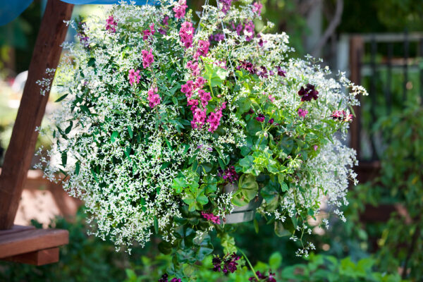 Euphorbia hypericifolia 'Diamond Frost'