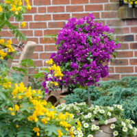 Bougainvillea Bugenvilea, Kmínek, P 21
