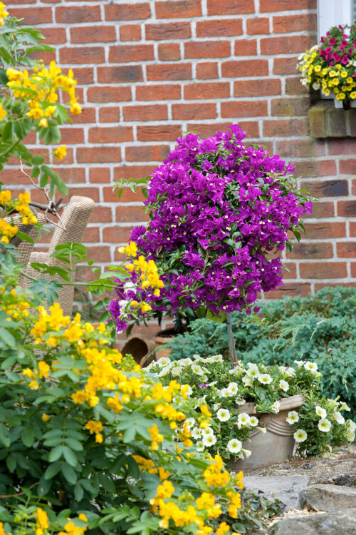 Bougainvillea Bugenvilea, Kmínek, P 21 - Obrázek 1