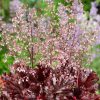 Heuchera americana 'Melting Fire' - K9