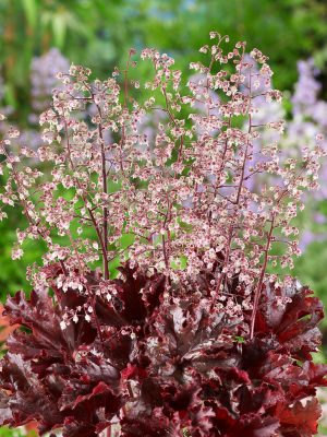 Heuchera americana 'Melting Fire'