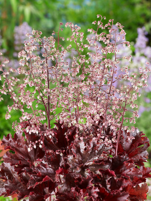 Heuchera americana 'Melting Fire' - Obrázek 1