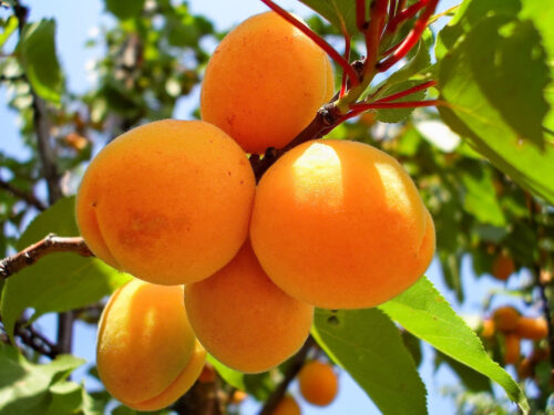 Meruňka 'Early Orange' - Obrázek 1