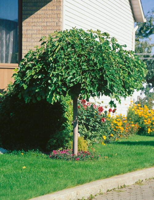 Morus alba 'Pendula' - Image 1
