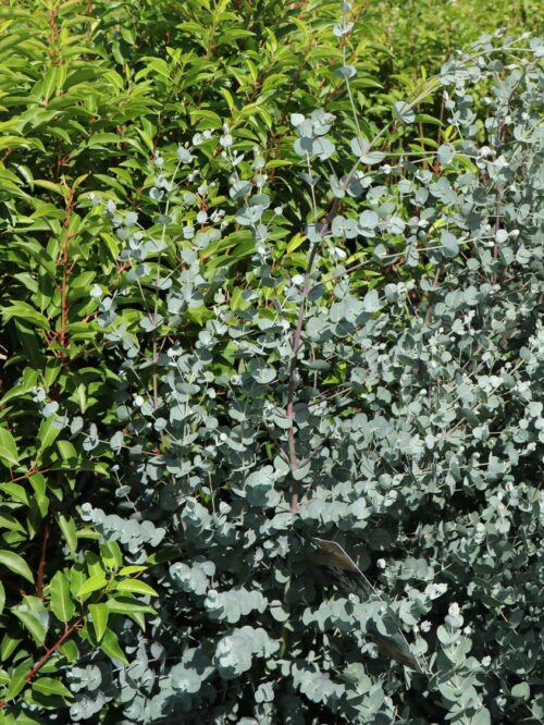 Eucalyptus gunnii 'Azura' - Image 5