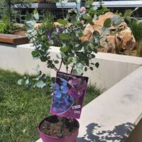 Eucalyptus gunnii 'Azura' - Obrázek 3