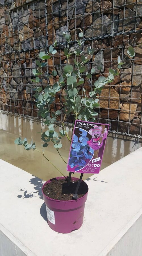 Eucalyptus gunnii 'Azura' - Image 4